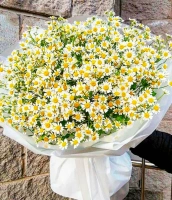 51 ромашки 51 ромашки