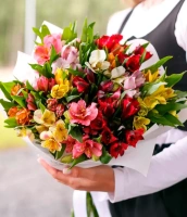 15 разноцветных альстромерий 15 разноцветных альстромерий