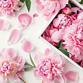 Розовые пионы Розовые пионы
