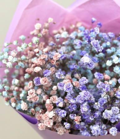 Гипсофила цветная